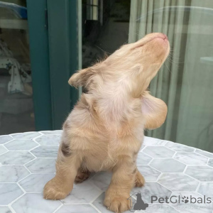 Photo №4. I will sell dachshund in the city of Beijing. private announcement - price - 550$