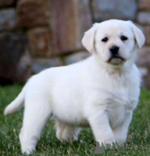 Photo №1. labrador retriever - for sale in the city of Prague | 350$ | Announcement № 111177