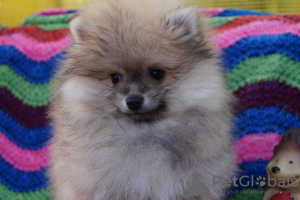 Photo №2 to announcement № 43856 for the sale of pomeranian - buy in Russian Federation breeder