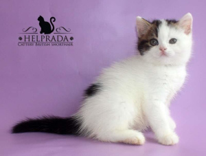 Photo №2 to announcement № 5655 for the sale of british shorthair - buy in Ukraine breeder