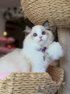 Photo №1. ragdoll - for sale in the city of ANSUBRG | negotiated | Announcement № 158004