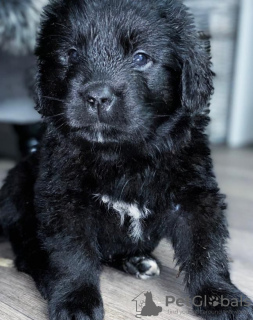 Photo №1. newfoundland dog - for sale in the city of Emilianów | 426$ | Announcement № 13593