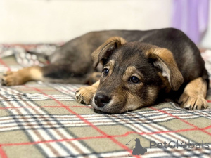 Photo №3. Cheerful, affectionate puppy Martin is looking for a home. Russian Federation