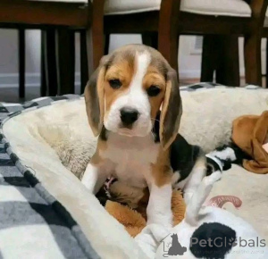 Photo №3. beagle puppies for adoption west virginia beagle puppies for sale west virginia. United States