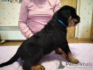 Photo №2 to announcement № 10251 for the sale of rottweiler - buy in Ukraine private announcement