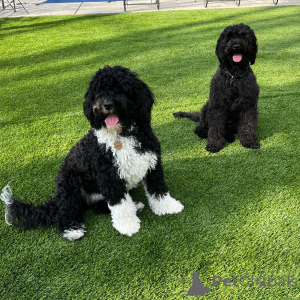 Photo №1. portuguese water dog - for sale in the city of Lisbon | 723$ | Announcement № 165944