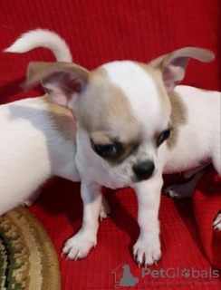 Photo №2 to announcement № 104883 for the sale of chihuahua - buy in Germany breeder