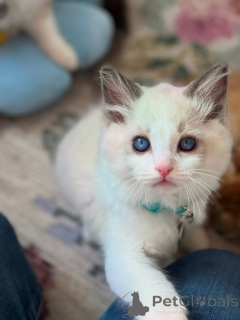 Photo №4. I will sell ragdoll in the city of Venlo. breeder - price - negotiated