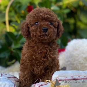 Photo №2 to announcement № 155840 for the sale of poodle (toy) - buy in Germany breeder