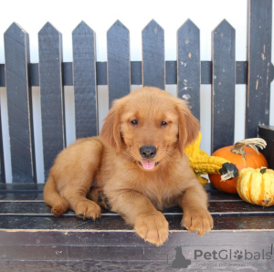 Photo №1. golden retriever - for sale in the city of Ins | 188$ | Announcement № 129270