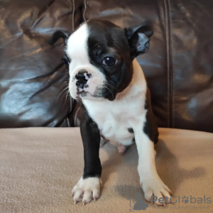 Photo №3. Boston Terrier puppies for sale. Russian Federation