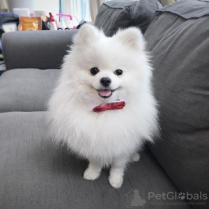 Photo №1. pomeranian - for sale in the city of Magadan | Is free | Announcement № 10859