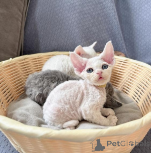 Photo №1. devon rex - for sale in the city of Luxembourg | negotiated | Announcement № 162640