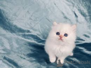 Photo №3. Beautiful Pedigree Chinchilla Kittens for Sale. Austria