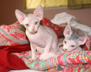 Photo №1. sphynx cat - for sale in the city of Мадрид | negotiated | Announcement № 98208