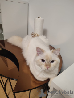 Photo №3. Tomcat Neva Masquarade. Germany