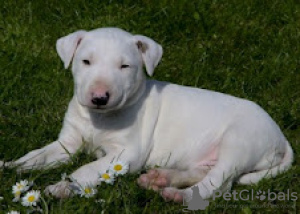 Photo №1. bull terrier - for sale in the city of Коккола | 400$ | Announcement № 56448