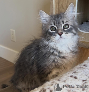 Photo №2 to announcement № 166545 for the sale of siberian cat - buy in Germany breeder