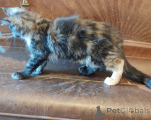 Photo №2 to announcement № 171813 for the sale of maine coon - buy in Belgium 