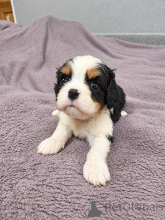 Photo №2 to announcement № 176031 for the sale of american cocker spaniel, english cocker spaniel, english springer spaniel, welsh springer spaniel, irish water spaniel, spanish water dog, spanisch mastiff, cavalier king charles spaniel, cavalier king charles spaniel, clumber spaniel, russian spaniel, tibetan spaniel - buy in Lithuania private announcement, from nursery, breeder