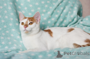 Photo №2 to announcement № 138736 for the sale of  - buy in Belarus private announcement