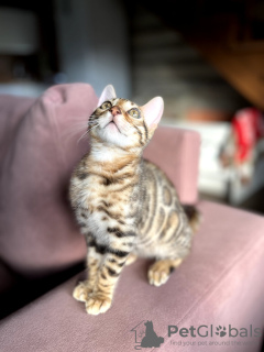 Photo №4. I will sell bengal cat in the city of Minsk. from nursery, breeder - price - 400$