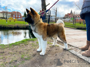Photo №1. american akita - for sale in the city of Gdańsk | 1057$ | Announcement № 43974
