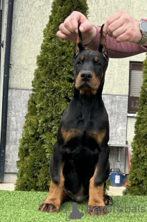 Photo №2 to announcement № 97073 for the sale of dobermann - buy in Serbia breeder