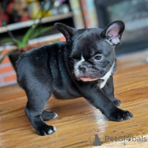 Photo №2 to announcement № 151788 for the sale of french bulldog - buy in United Kingdom private announcement