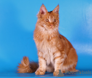 Additional photos: Maine Coon cat 6 months