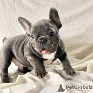 Additional photos: Beautiful Purebred French Bulldog puppies