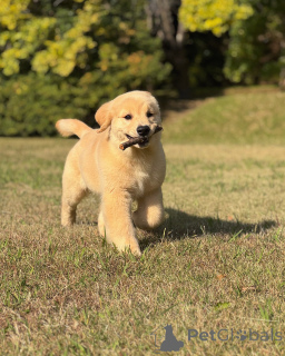 Photo №2 to announcement № 158748 for the sale of golden retriever - buy in Germany breeder