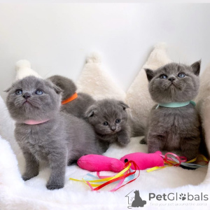 Photo №1. scottish fold - for sale in the city of Baden Baden | negotiated | Announcement № 170323