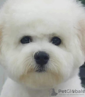 Additional photos: Bichon Frize puppy for sale