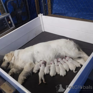 Photo №1. non-pedigree dogs - for sale in the city of Glasgow | 940$ | Announcement № 138807