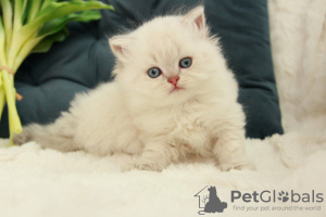 Photo №1. british longhair - for sale in the city of Dnipro | 300$ | Announcement № 51379