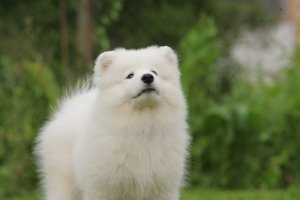 Photo №1. samoyed dog - for sale in the city of Novosibirsk | 1500$ | Announcement № 4086