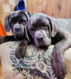 Photo №2 to announcement № 4875 for the sale of cane corso - buy in Ukraine breeder