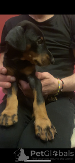 Additional photos: Purebred Doberman puppies for sale 1.5 months.