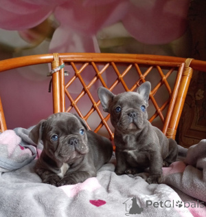 Photo №1. french bulldog - for sale in the city of Minsk | 903$ | Announcement № 159801