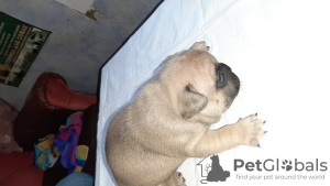 Photo №4. I will sell french bulldog in the city of Minsk. breeder - price - negotiated