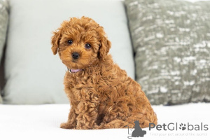 Photo №2 to announcement № 155590 for the sale of labradoodle - buy in Luxembourg private announcement