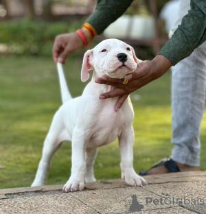 Photo №1. dogo argentino - for sale in the city of Warsaw | Is free | Announcement № 119259