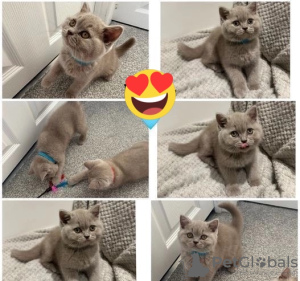 Photo №1. british shorthair - for sale in the city of Афины | Is free | Announcement № 120710