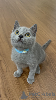 Photo №1. british shorthair - for sale in the city of Valmadonna | Is free | Announcement № 83496