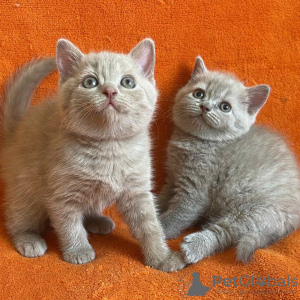 Photo №1. british shorthair - for sale in the city of Berlin | negotiated | Announcement № 68903