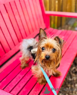 Photo №3. Cute adorable Yorkie puppies for sale contact whatsapp business 447450021323. Germany
