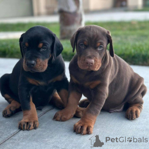 Photo №2 to announcement № 172864 for the sale of dobermann - buy in Mexico private announcement