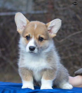 Photo №1. welsh corgi - for sale in the city of Smolensk | Negotiated | Announcement № 5627