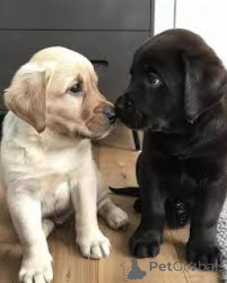 Photo №3. Labrador Retriever Puppies for Sale. United States